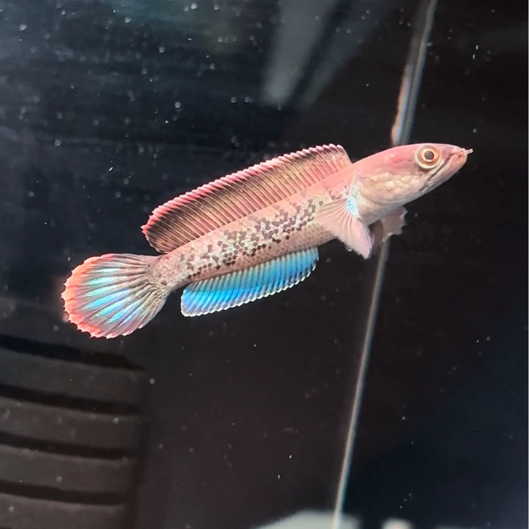 鬼王雷龙。一鱼一拍，中型雷龙