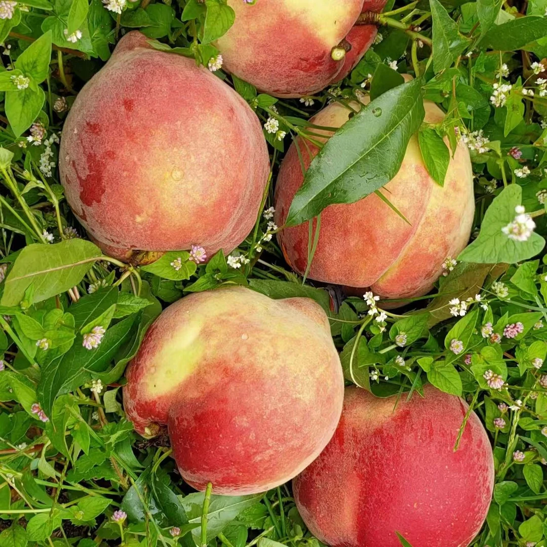 云南丽江雪桃礼盒新鲜现摘脆甜冬桃毛桃子金秋红蜜桃大果水果顺丰