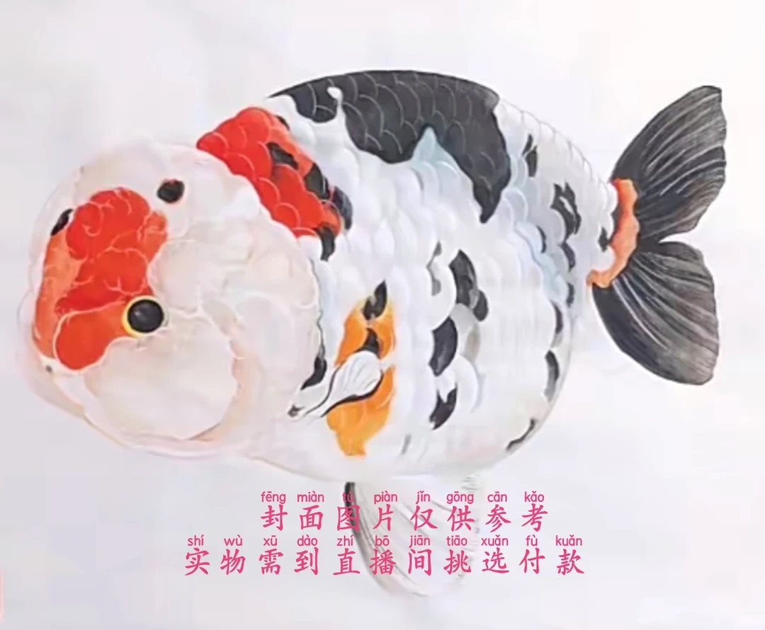 兰寿金鱼 国寿  泰狮 直播间内下单 发货后退款需要承担20元运费