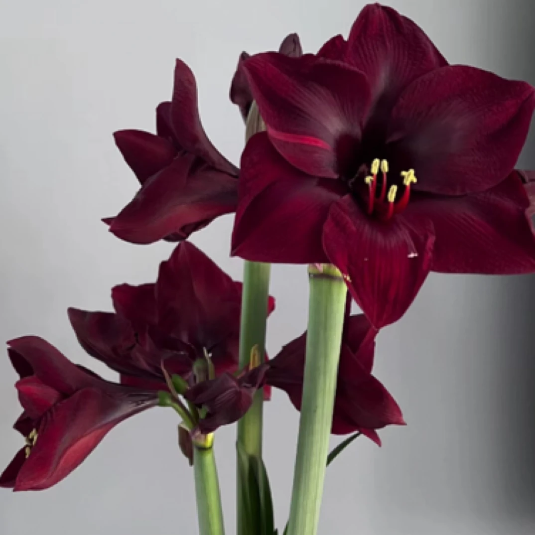 【高级暗黑色系列】对版基地切球组培球<>花卉送化肥