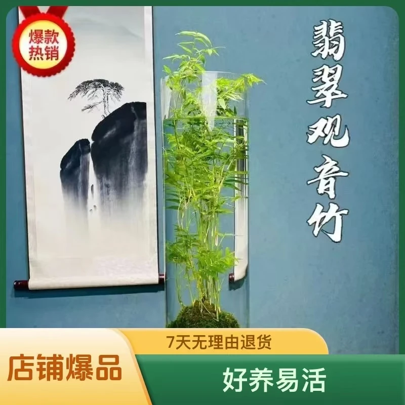 【王老师专属】盆栽绿植花卉植物水培水养养护好 翡翠观音竹苔藓球