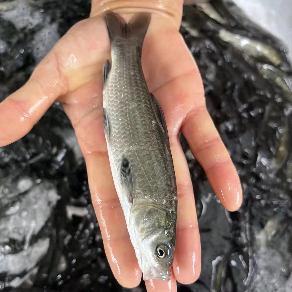 螺丝青鱼淡水养殖鲜活食用鱼