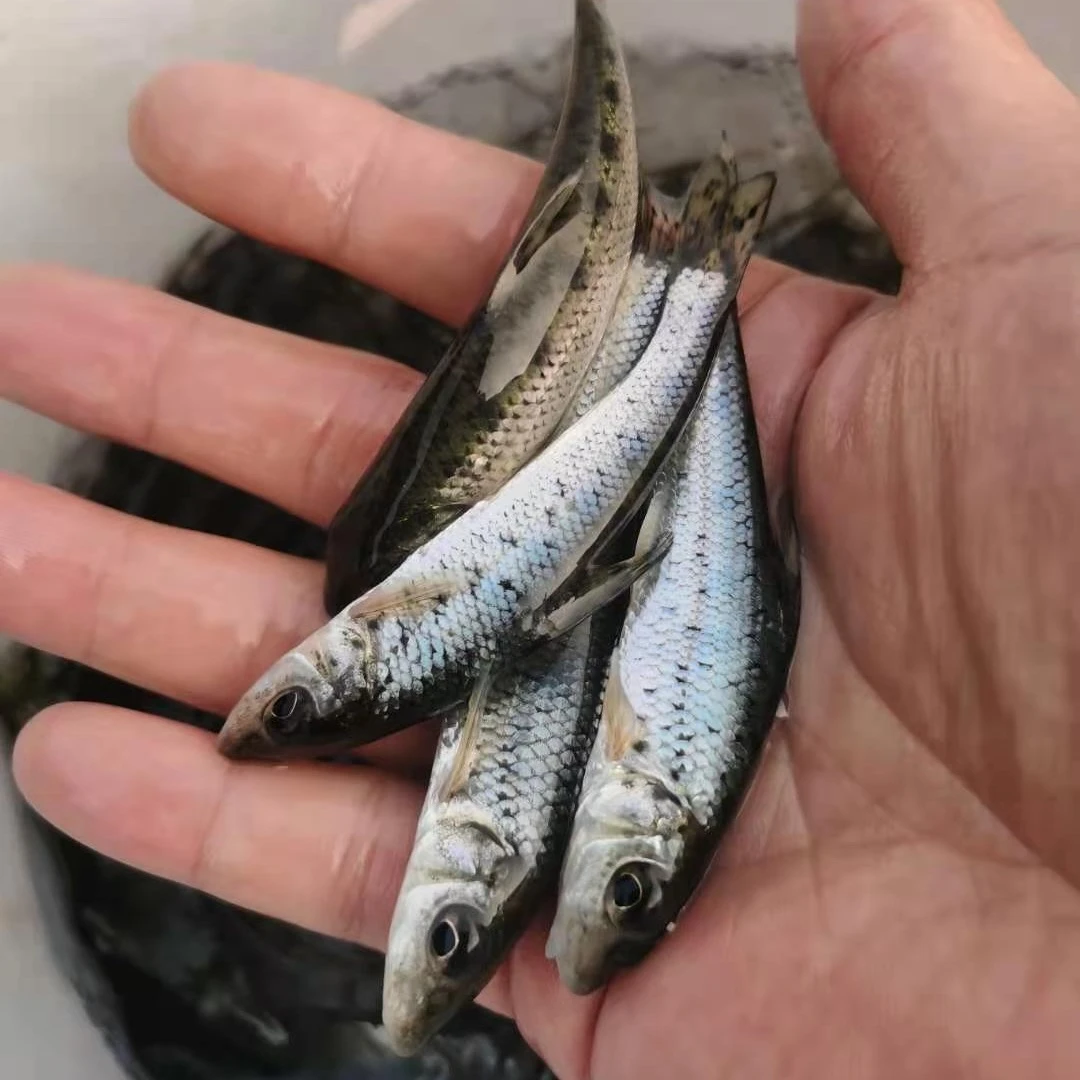 花骨鱼淡水养殖鲜活食用鱼特种鱼