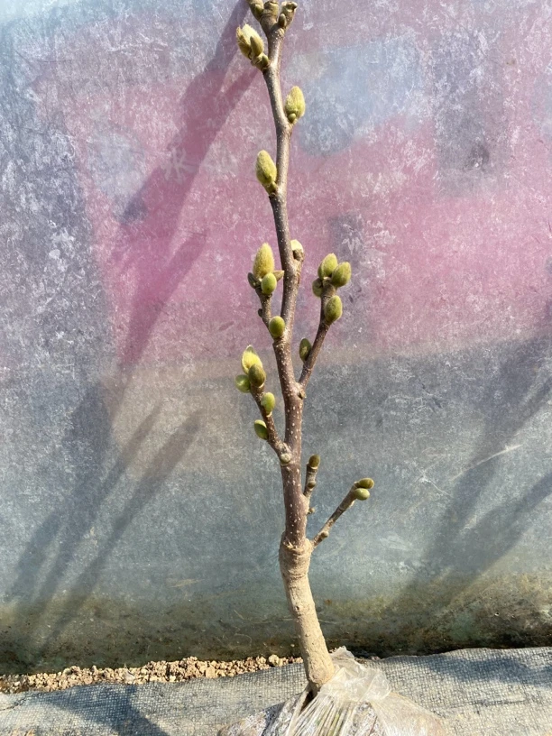 带花苞发货，紫玉兰，大小规格都有