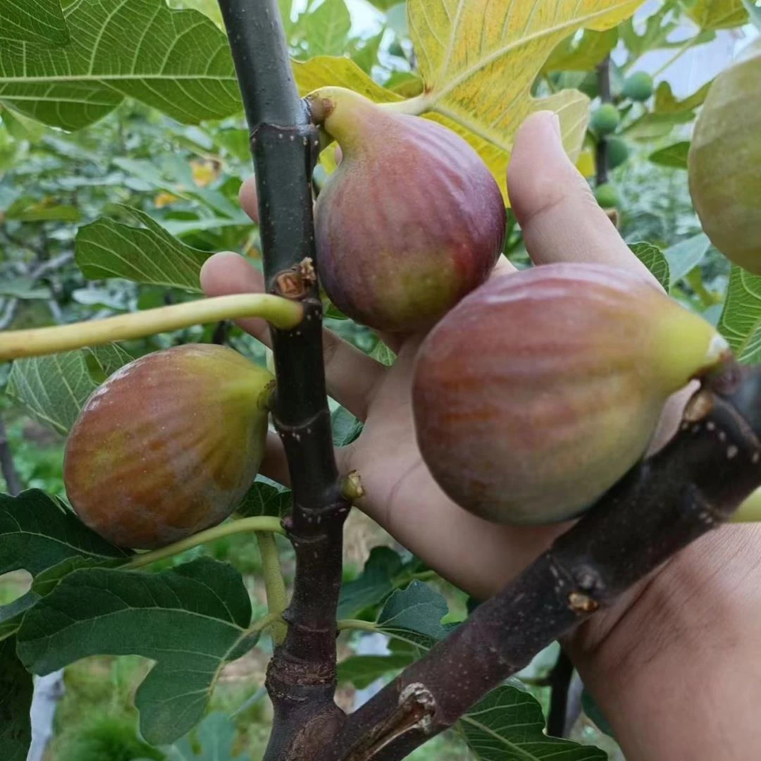 无花果树果苗盆栽水果苗波姬红特大果南北方庭院种植云南果树苗
