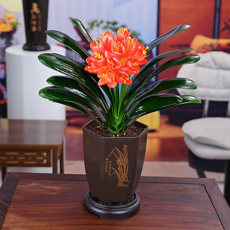 【带盆栽好】灿烂辉煌 君子兰花卉植物室内易活绿植四季常青好养