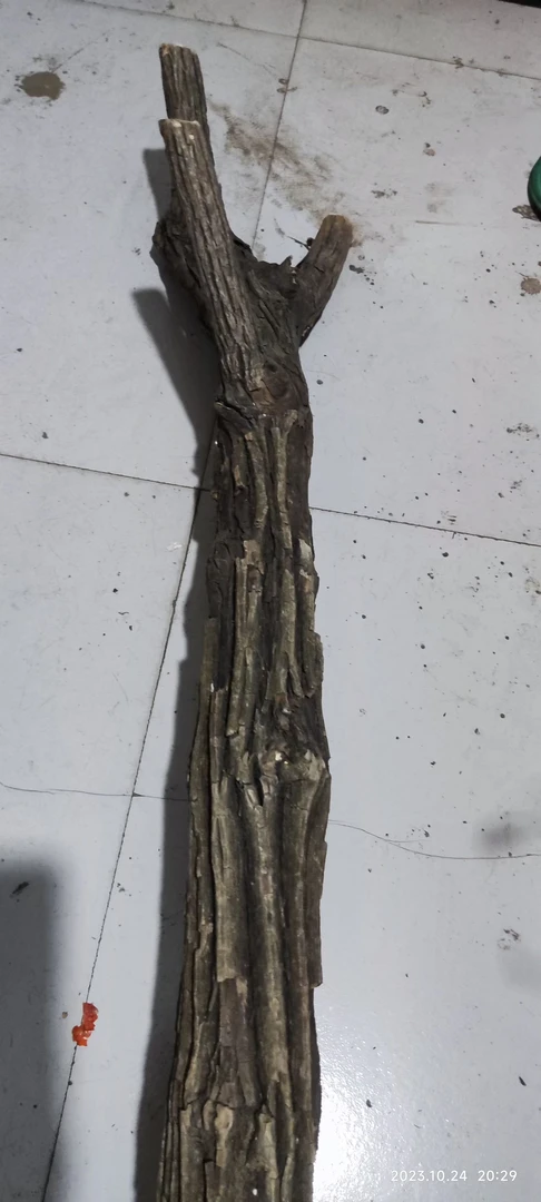 十二道木树枝枝干