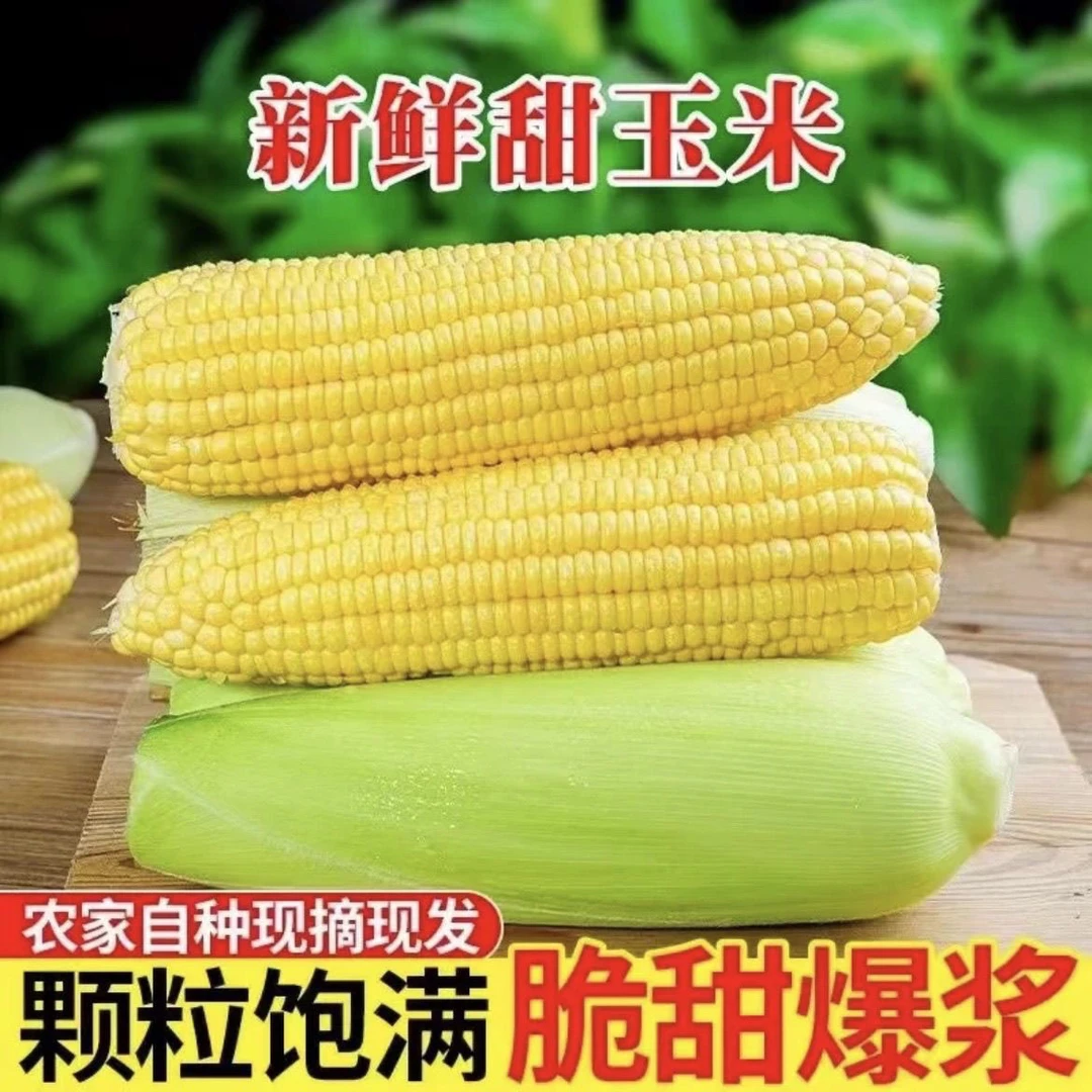 新鲜水果玉米甜玉米黄金水果玉米鲜食玉米3斤5斤9斤包邮