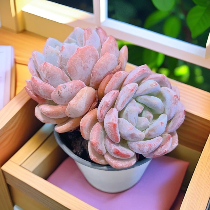 9# RC橙梦露双头精品多肉