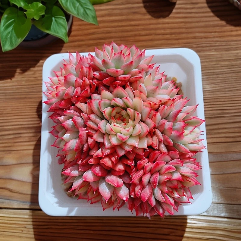 9# 女雏锦群生精品多肉