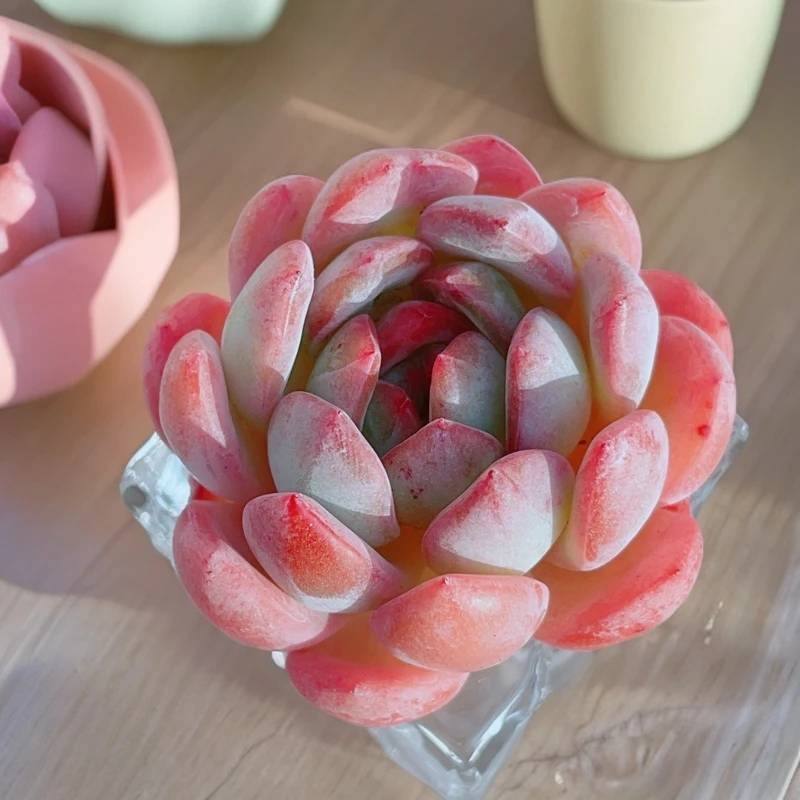 无土全明星单头精品多肉