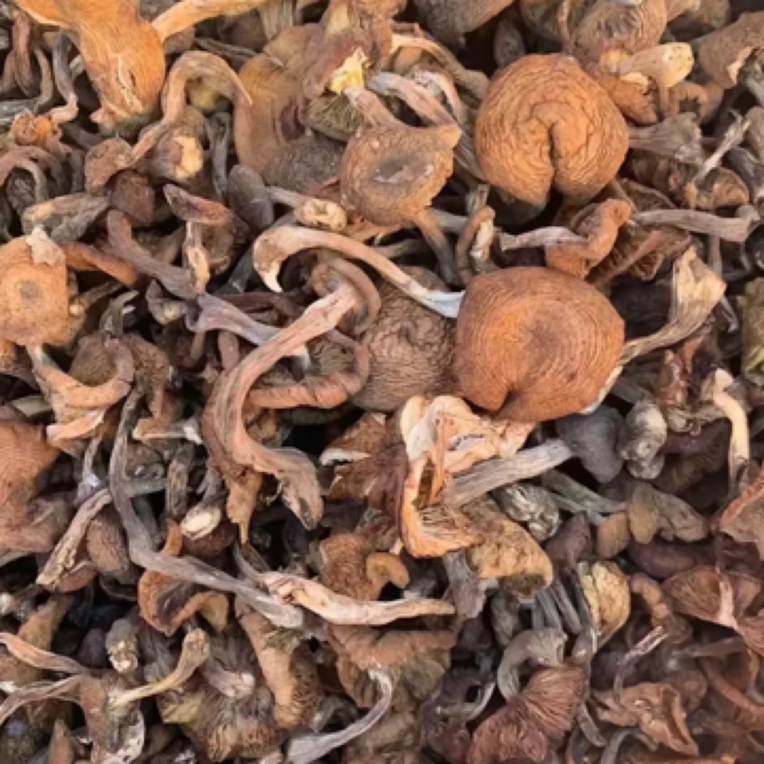 东北野生榛蘑250g袋装自然生长天然晾晒人工采摘冬季养生泡水包邮