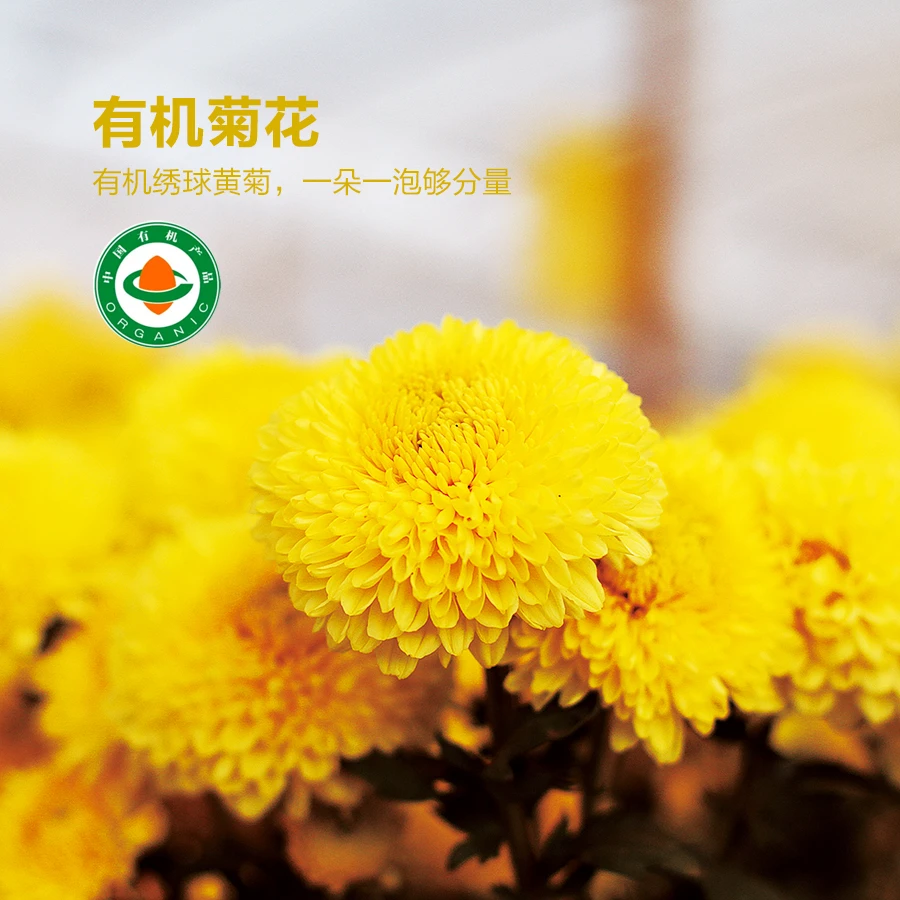 【积分兑换】有机菊花 绣球大黄菊优选无熏染菊花16泡/盒一朵一泡