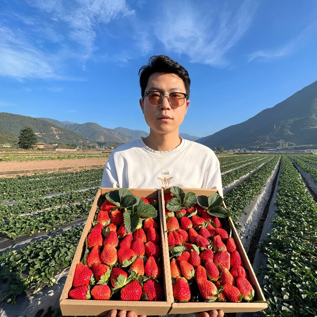 孕妈妈❤️草莓【顺丰包邮】草莓❤福利❤大凉山露天草莓礼盒装1-3斤ljk