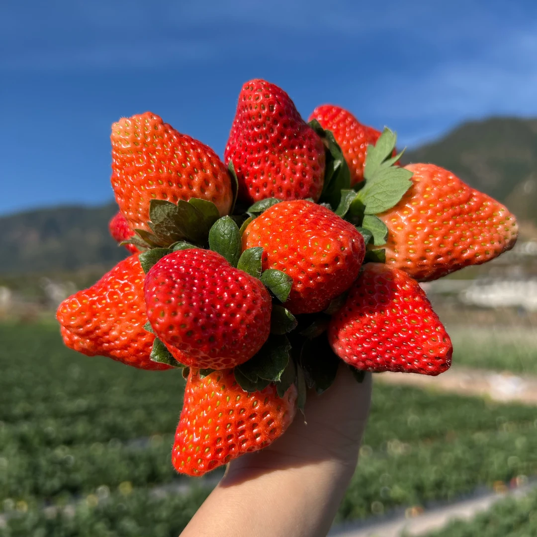 CL露天奶油草莓大凉山孕妇水果新鲜香甜非丹东99