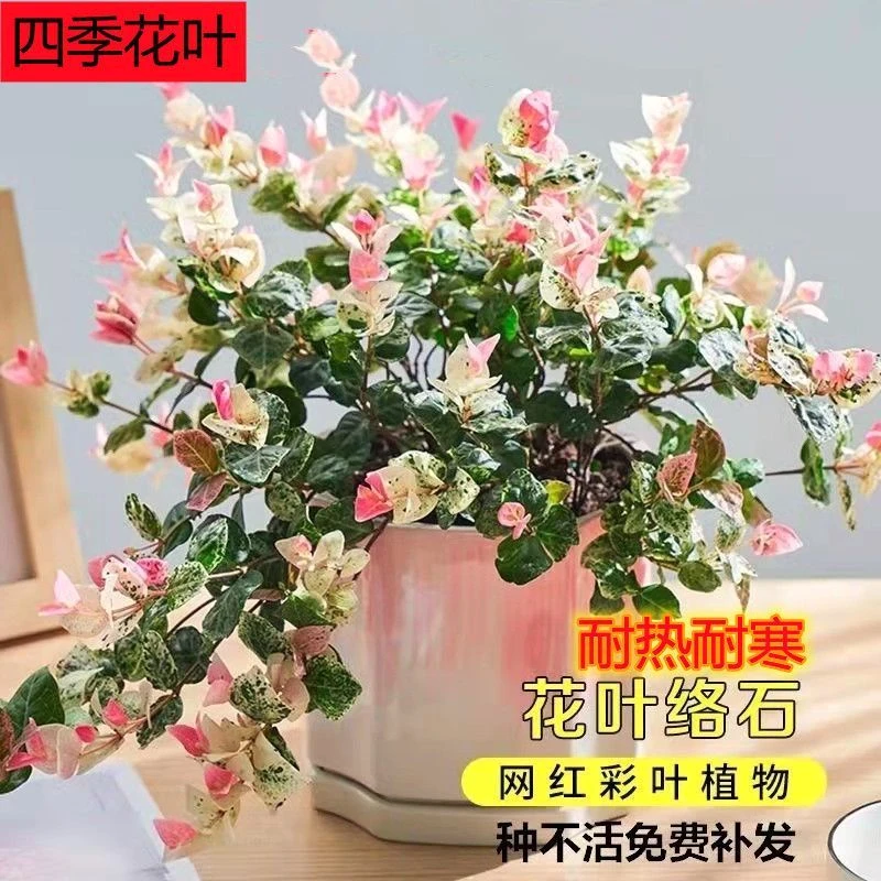 花叶络石盆栽彩色叶子庭院绿植花卉五彩叶四季室内垂吊好养活