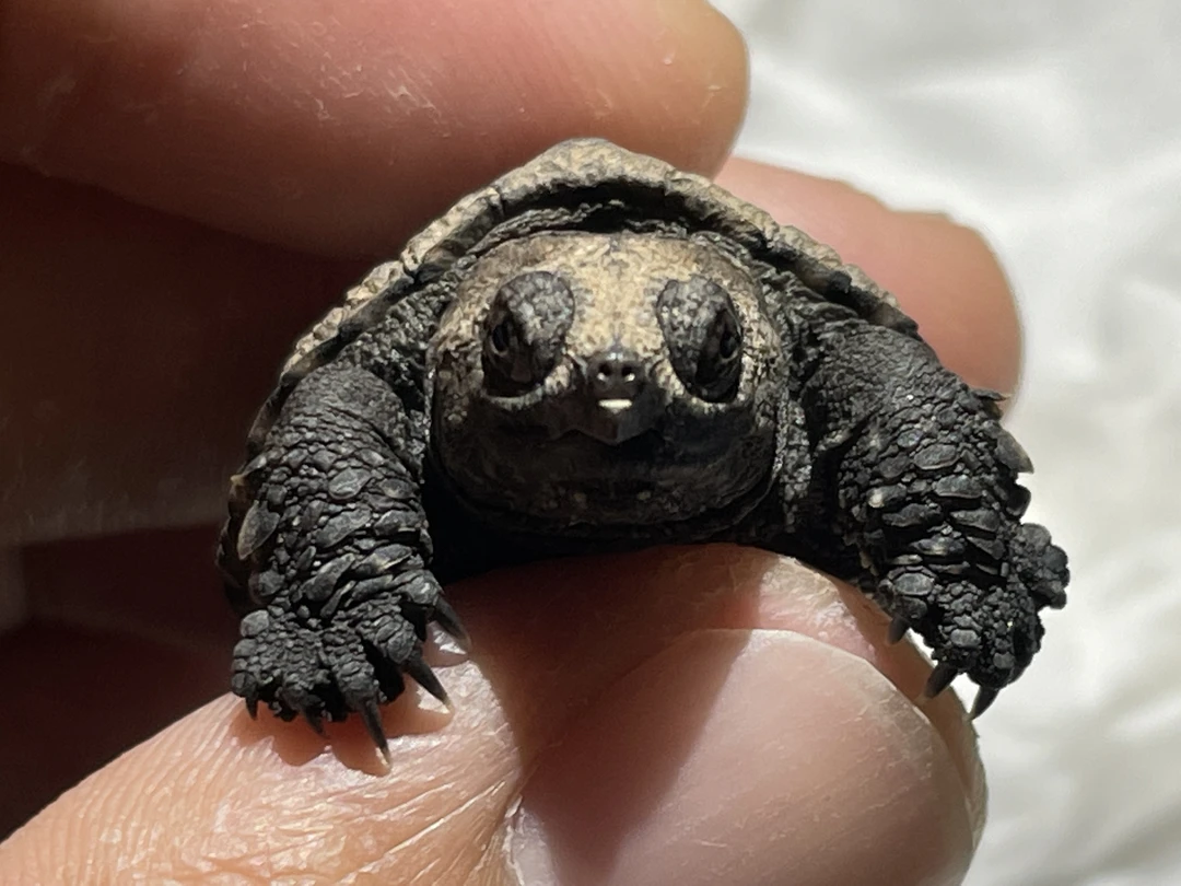 原种后北美拟鳄龟 苗