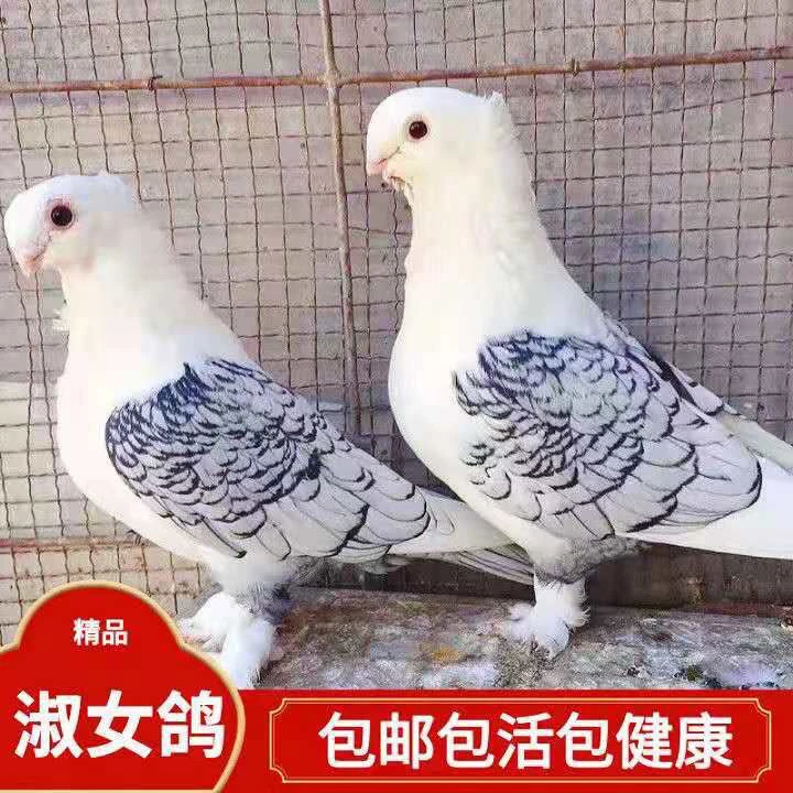 鸽窝、淑女鸽子精品淑女幼鸽细花淑女幼鸽淑女鸽子鸽子窝