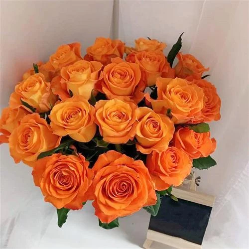 国王日玫瑰纯正橙色玫瑰花简易盆原盆原土发货多季开花扦插中苗
