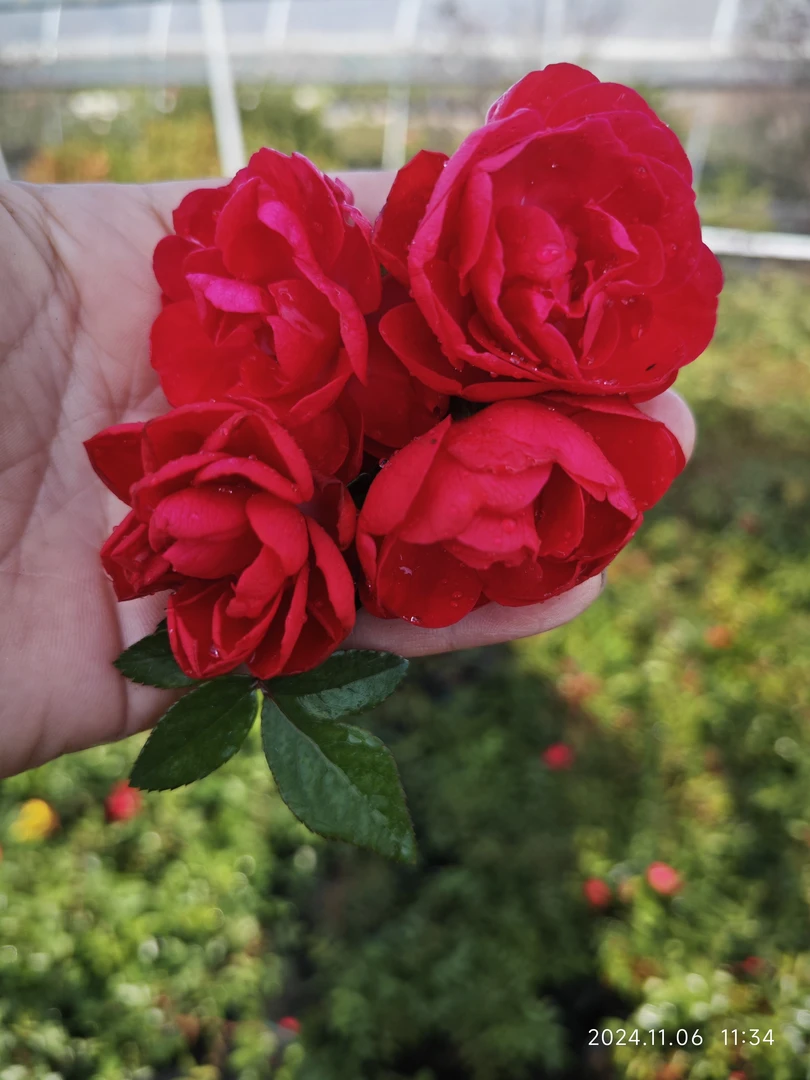 多季正宗红木香藤本爬藤可以做花墙拱门中苗