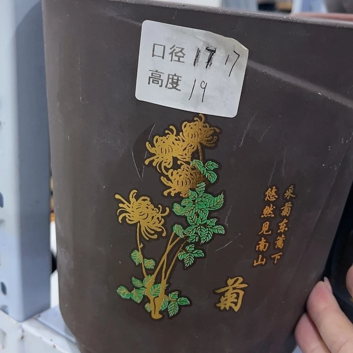 红陶20CM（含）-50CM（不含）