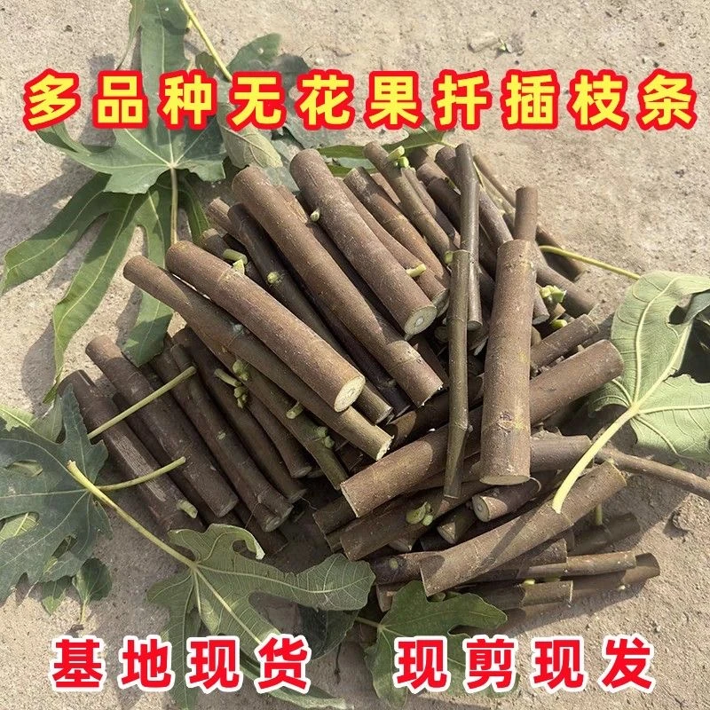 无花果扦插现剪枝条果树苗嫁接波姬红枝条四季种植
