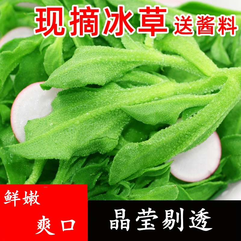 《新鲜冰菜》冰草现摘健康即食火锅沙拉菜美味好吃蔬菜产地发货现摘