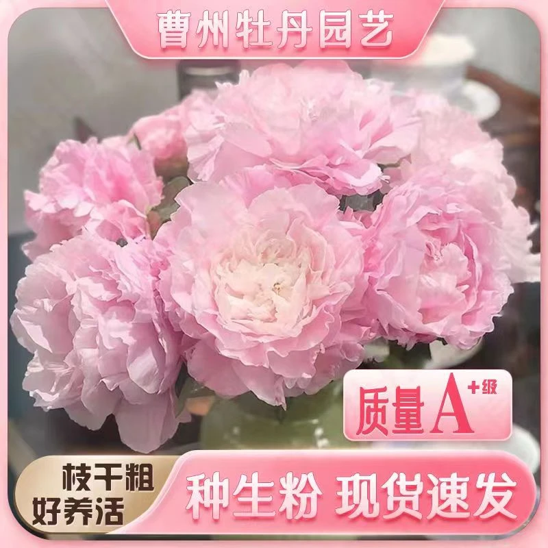 重瓣芍药鲜切花牡丹芍药鲜花大花苞母亲节送女友家人礼物水培花卉