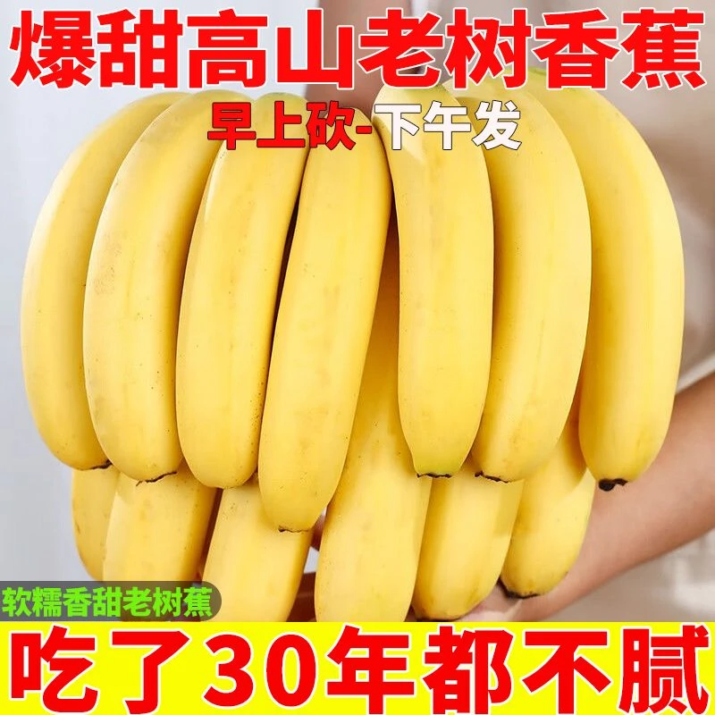 现砍正宗云南高山大香蕉当季新鲜水果非米蕉芭蕉苹果蕉粉蕉批发