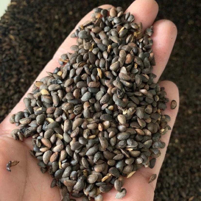 人工驯化厚皮黄柏种子