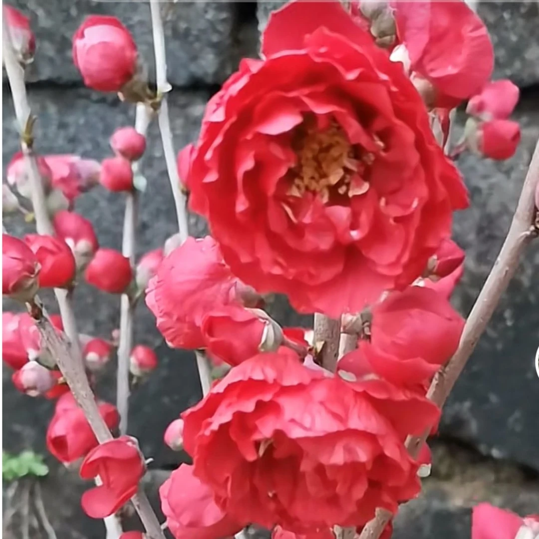 【十二一重海棠】海棠花原生造型桩重瓣大花红色阳台庭院