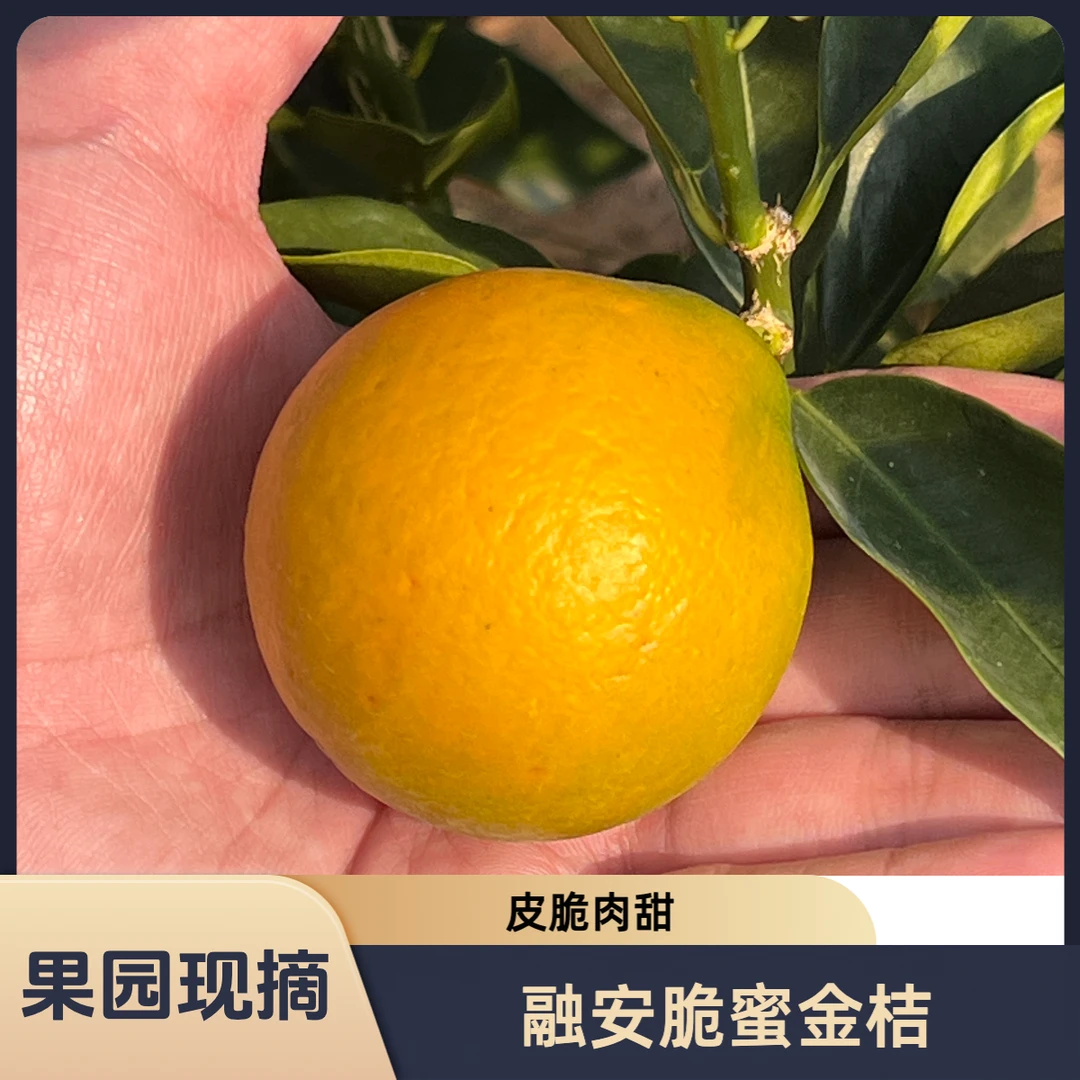 [顺丰包邮]融安脆蜜金桔果地直发新鲜采摘脆蜜金柑纯甜无酸