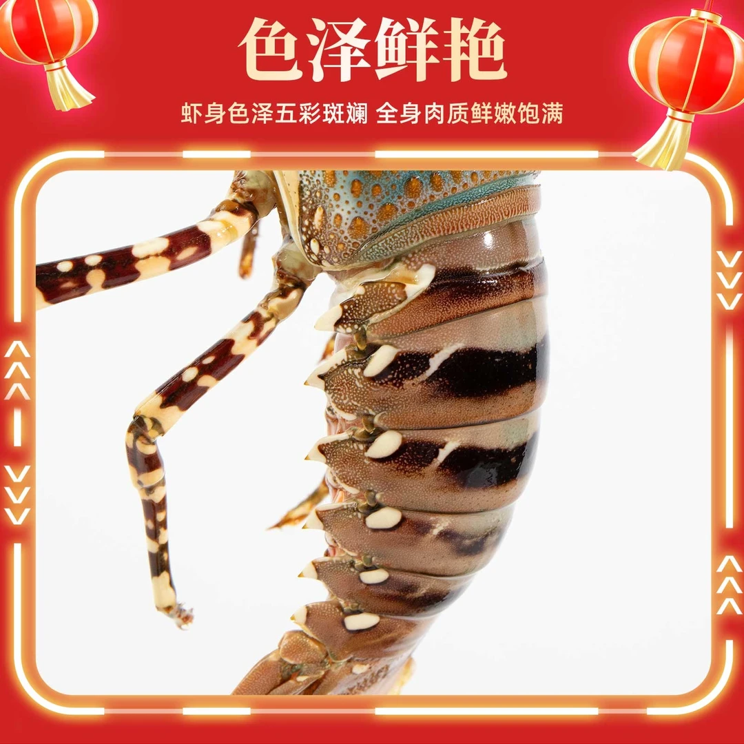 海捕花龙 8-9两/只 2只装  生猛深海海鲜 顺丰冷链 新鲜活冻发出