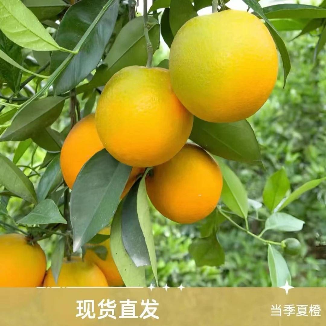 【拍5斤送4斤到手带箱9斤】秭归夏橙瑕疵花皮榨汁橙新鲜现摘现发