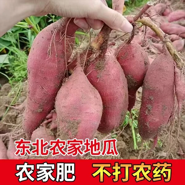东北黑龙江白瓤地瓜软糯香甜烤地瓜蒸地瓜