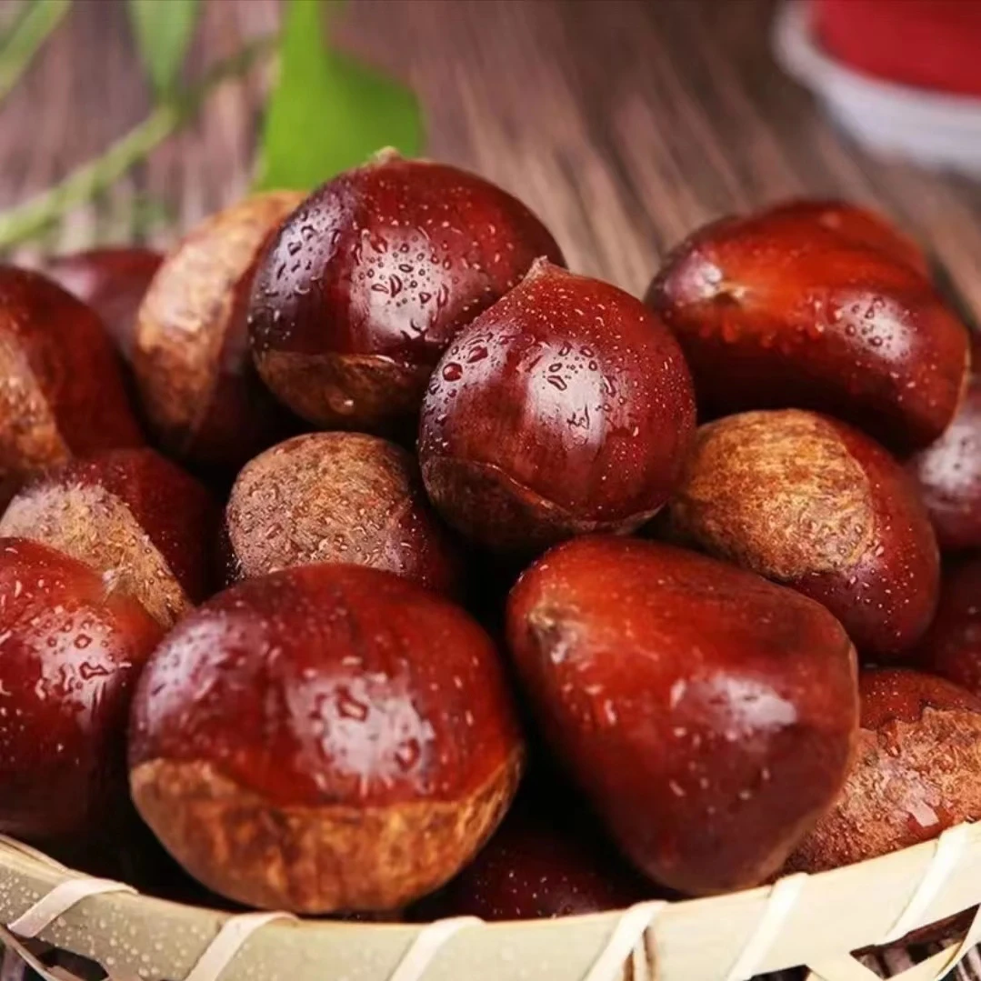 新鲜丹东栗子板栗大果生板 坏果包赔2025非油栗子锥栗难剥皮5斤混商品图