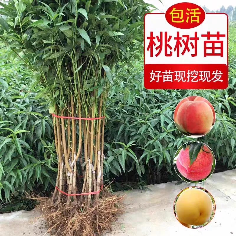 桃树苗嫁接桃树果苗水蜜桃冬桃苗庭院南方北方种植果树苗当年结果