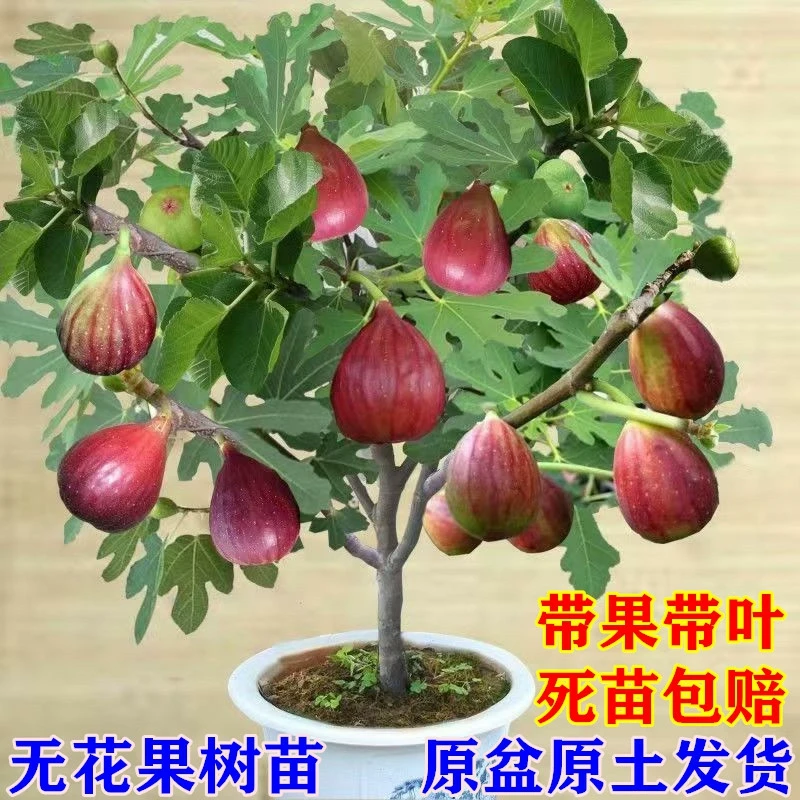 无花果树苗波姬红布兰瑞克南北方栽种盆栽地栽室内阳台庭院无花果
