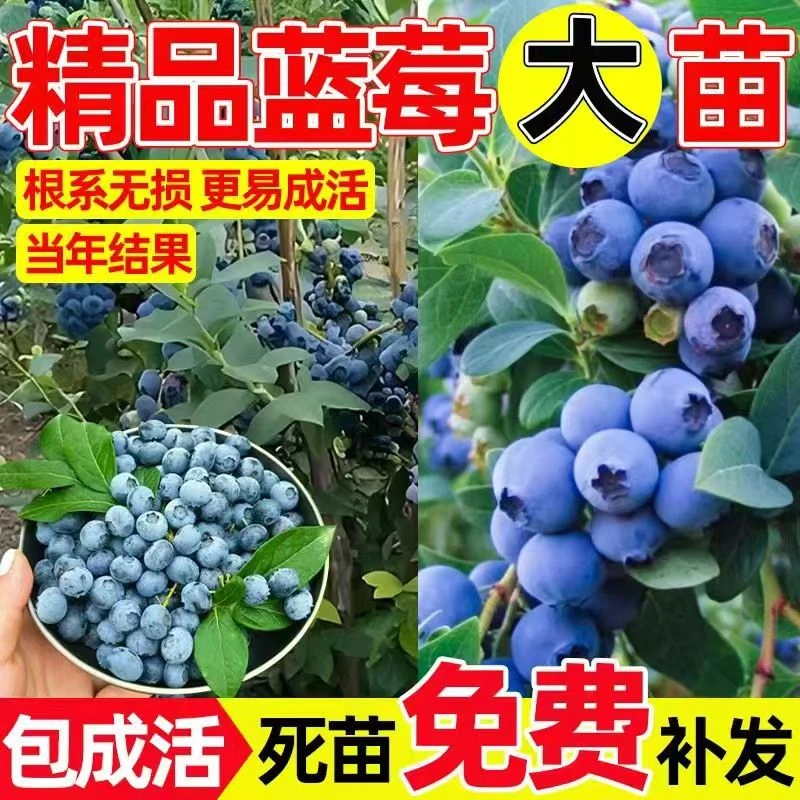 蓝莓树果苗蓝莓树苗盆栽地栽蓝莓苗南方北方种植苗奥尼尔兔眼果树
