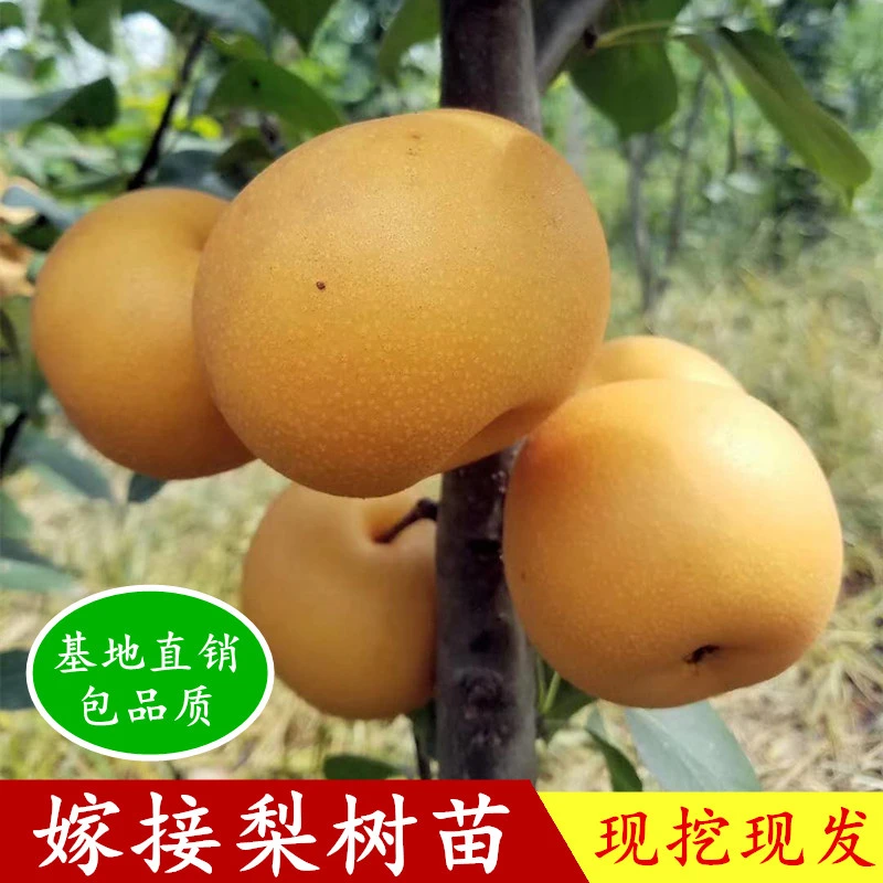 嫁接梨树果苗特大早酥红梨黄金梨秋月梨南方北方种植地栽当年结果