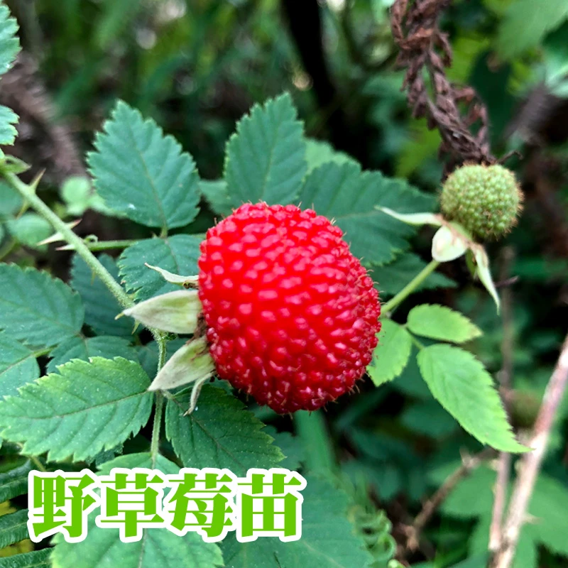 果树苗精品野草莓苗盆栽地栽庭院超大特大四季覆盆子种植当年结果