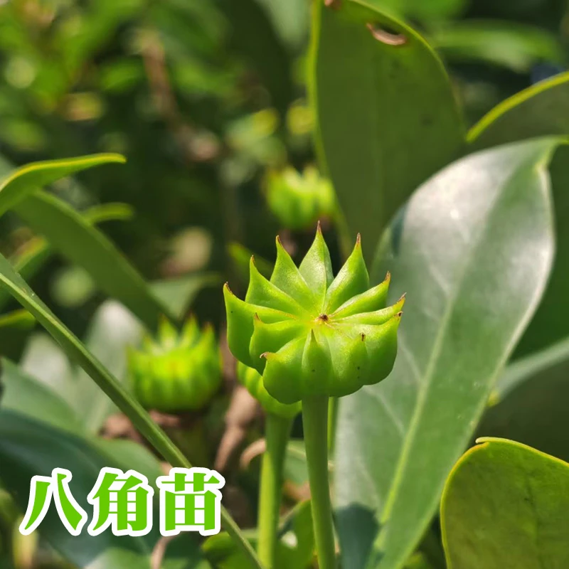 八角树树苗广西大红罗马东荣八角矮化嫁接苗食用大茴香树南北方种