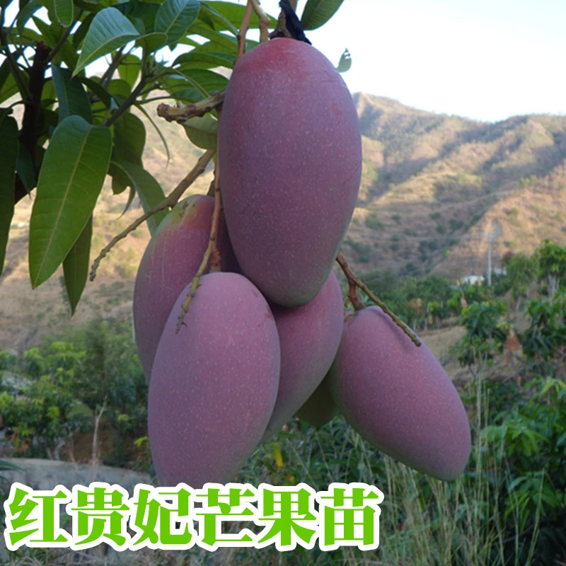 芒果苗树苗当年结果金煌芒红贵妃水果树苗嫁接南方种植北方四季芒