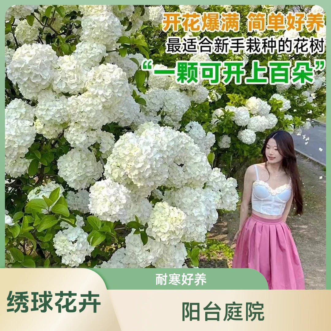 中华木绣球大花斗球原生苗阳台庭院盆栽地栽耐寒耐热植物花卉独杆