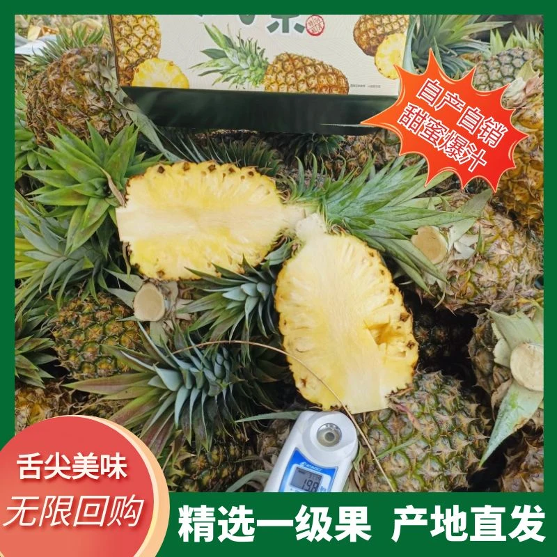 金钻凤梨树上熟纯甜多汁高糖果香浓郁应季水果自家果园产地直发