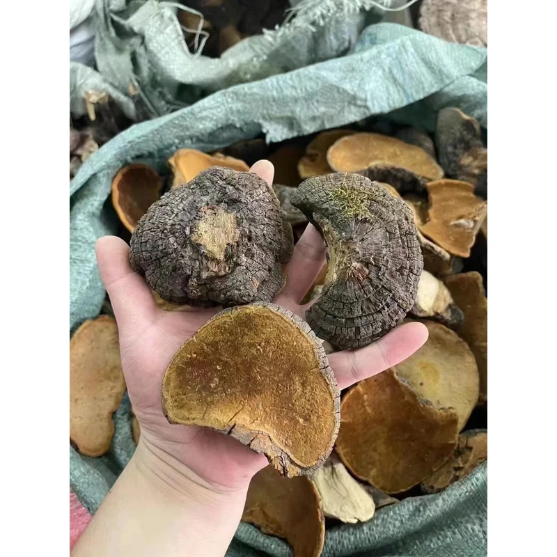 西藏桑黄 干货农产品