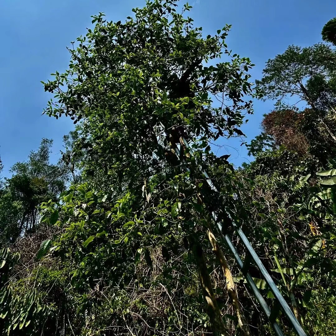 【2025年春茶】易武铜箐河大高杆 普洱茶生茶 散茶