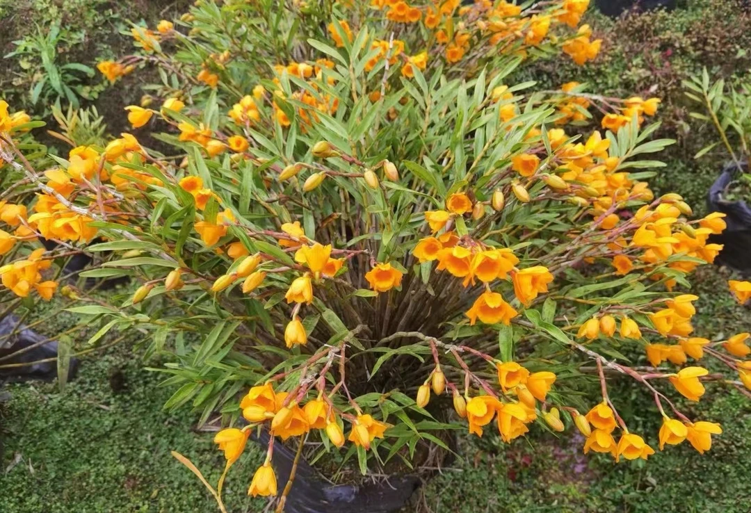 绿植兰兰花，4-5月花期