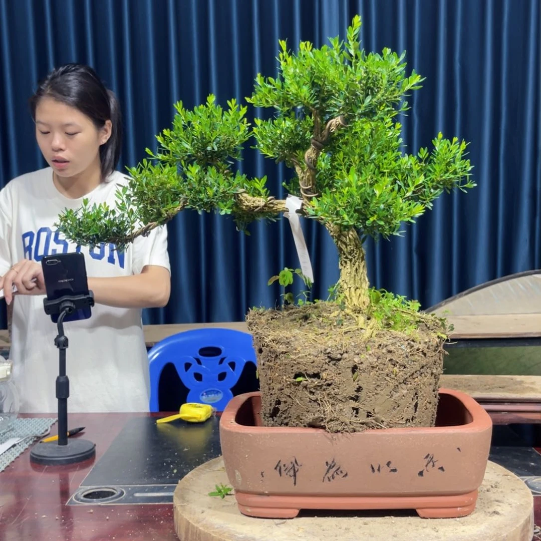 广东黄杨盆景绿植