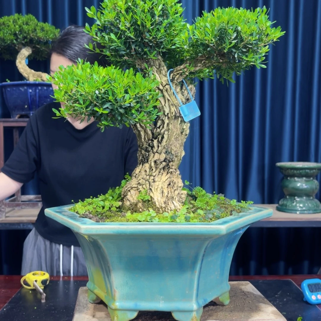 广东黄杨盆景盆景